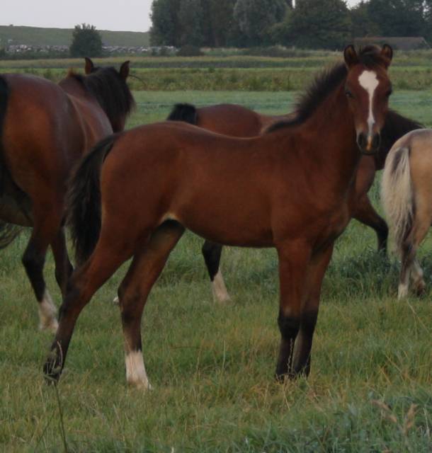 Oostdijk's Dancing Dunadan, 2011, colt (Cwrtycadno Cymro) sold to Belgium