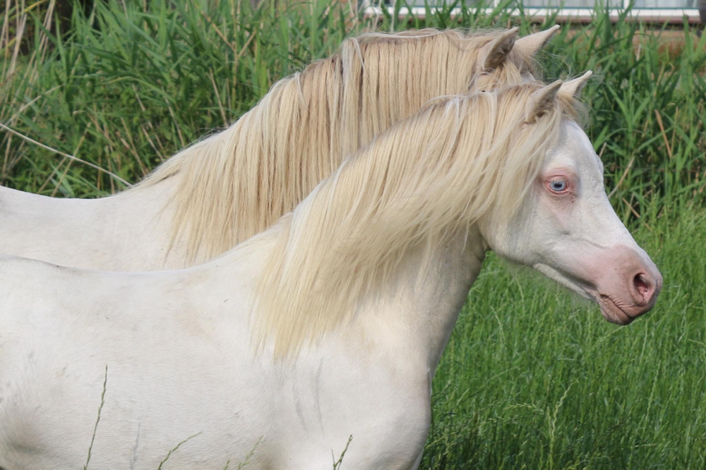 Oostdijk's Ceridwen Myrtle as a yearling