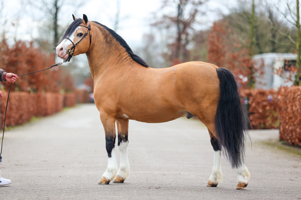Oostdijk's Ceridwen Mr. Elmer 