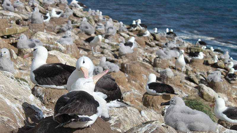 Albatross "Falkland Islands"