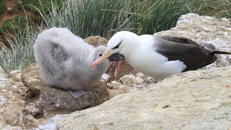 Albatross "Falkland Islands"