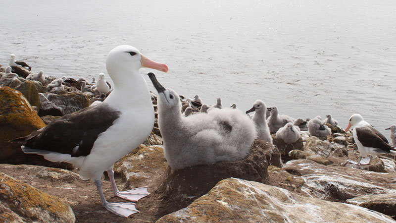 Albatross "Falkland Islands"