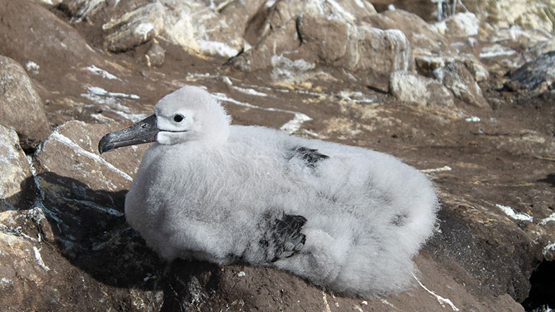 Albatross "Falkland Islands"