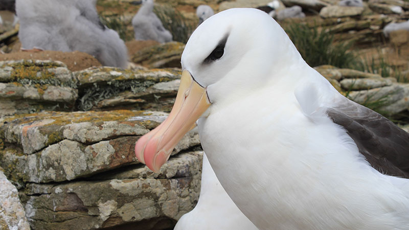 Albatross "Falkland Islands"