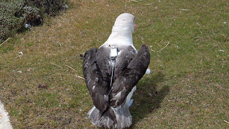 Albatross "Falkland Islands"