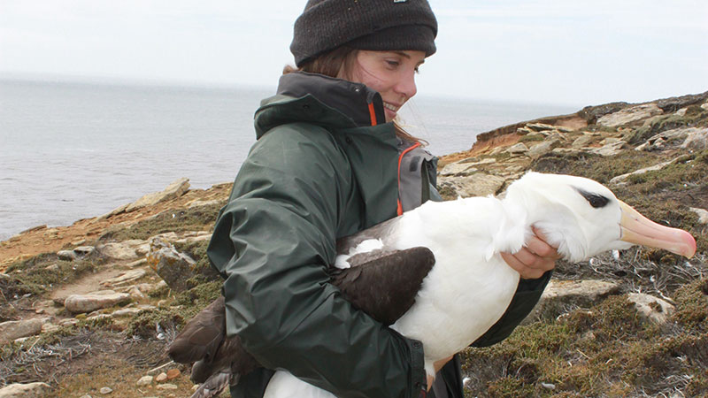 Albatross "Falkland Islands"