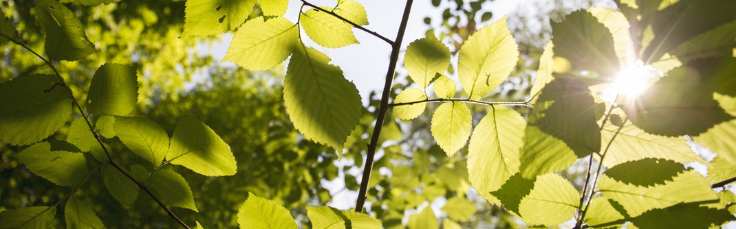 Sonnenlicht fällt durch Bäume