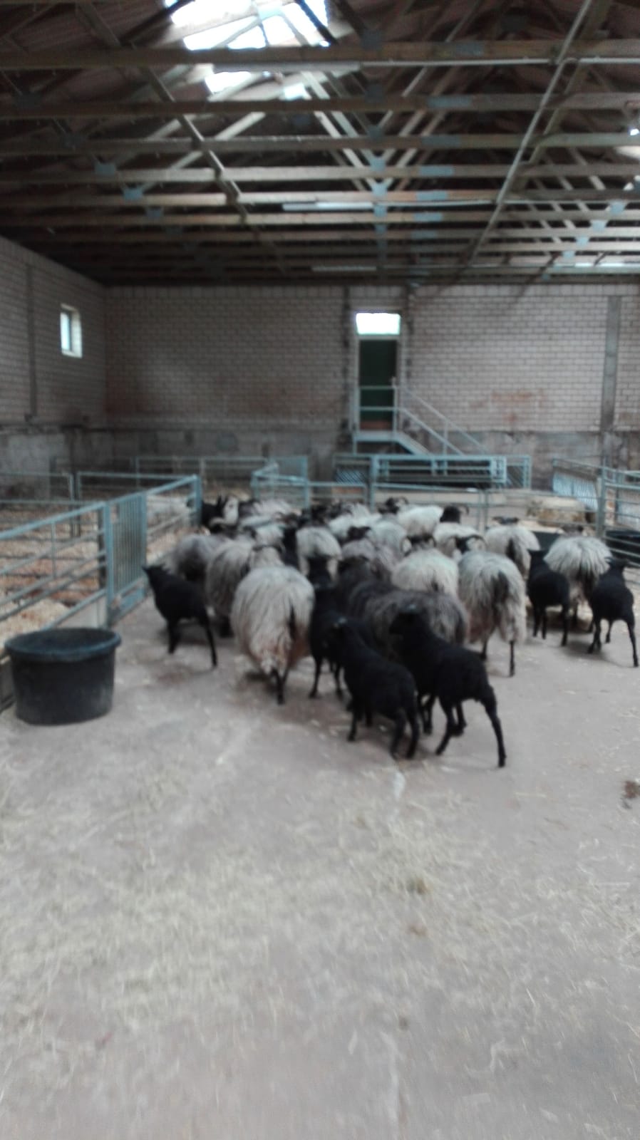 ... treffen im Stall ein