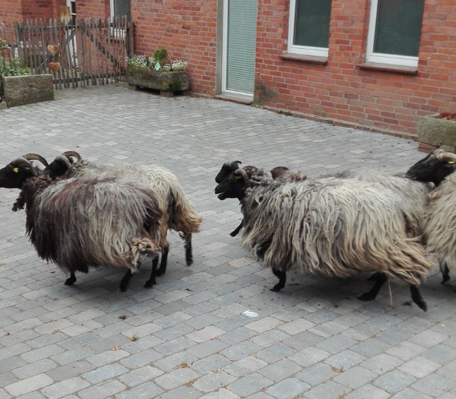 ... und auch die Heidschnucken ....