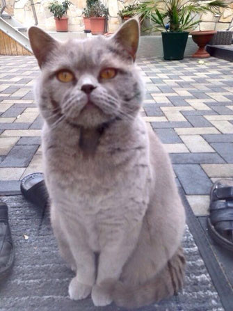 vermisste katzen grossgemeinde wadgassen die katzenfrau catsitting saarland