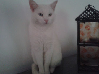 vermisste katzen grossgemeinde wadgassen die katzenfrau catsitting saarland