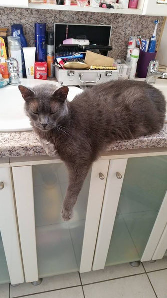 vermisste katzen grossgemeinde wadgassen die katzenfrau catsitting saarland
