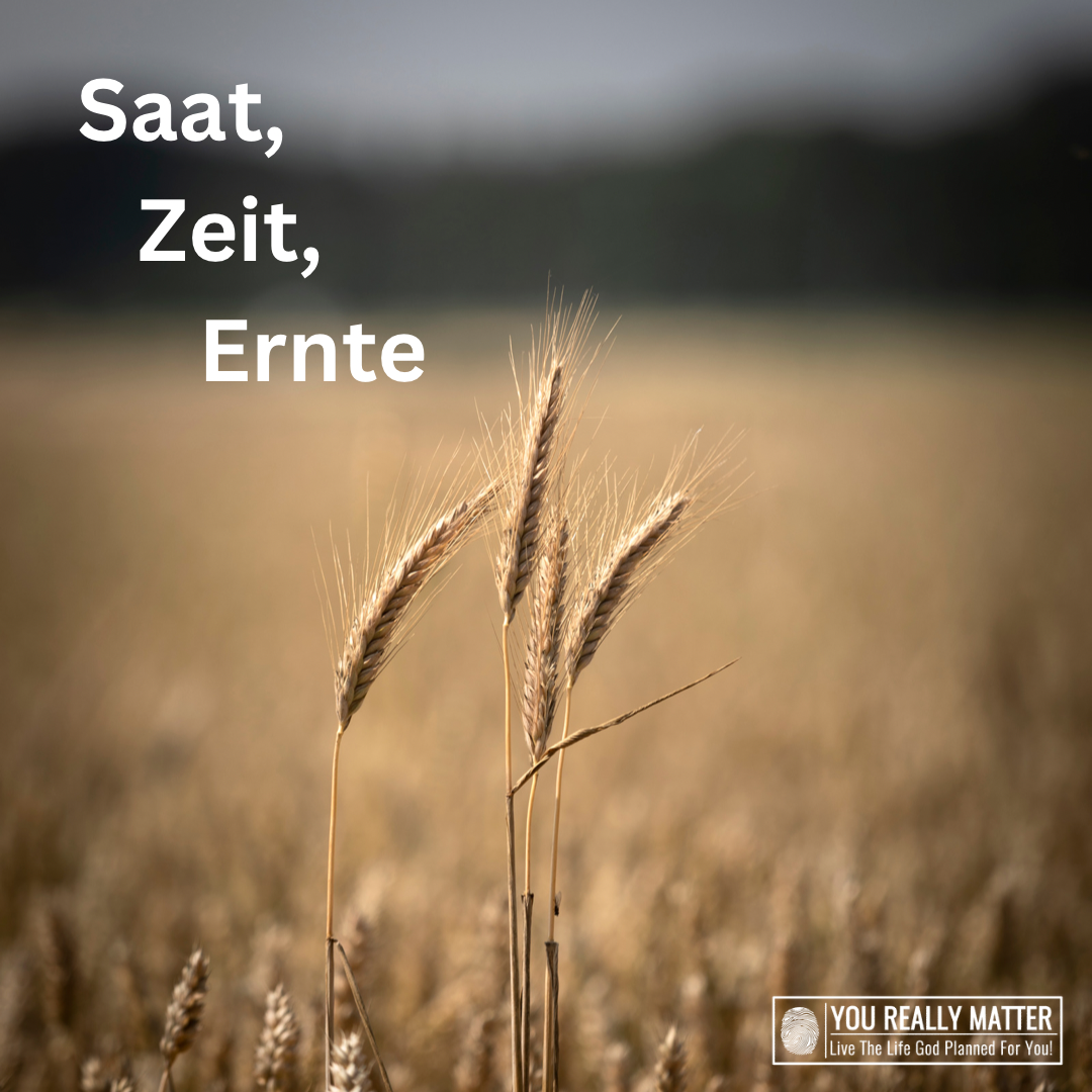 Saat, Zeit, Ernte