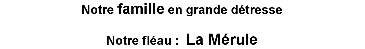 Mérule en haute garonne à Saint-Gaudens en Occitanie en France