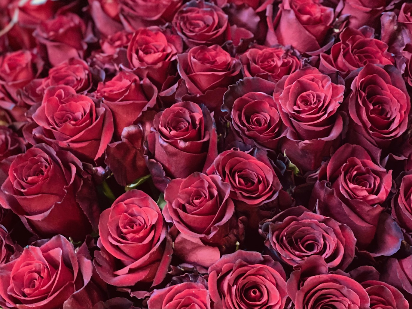 Valentin 3 For you 5 langstielige rote Rosen mit etwas Grün 40 €