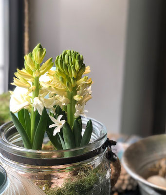 Frühling 1  Zwiebel im Glas oder Gefäß 20 €