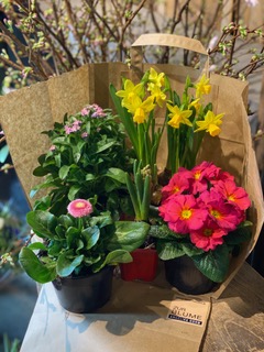 2  Überraschungstüte für Balkon oder Beet, Frühlingsblüher gemischt - Frisch von regionalen Gärtnern, 10 €