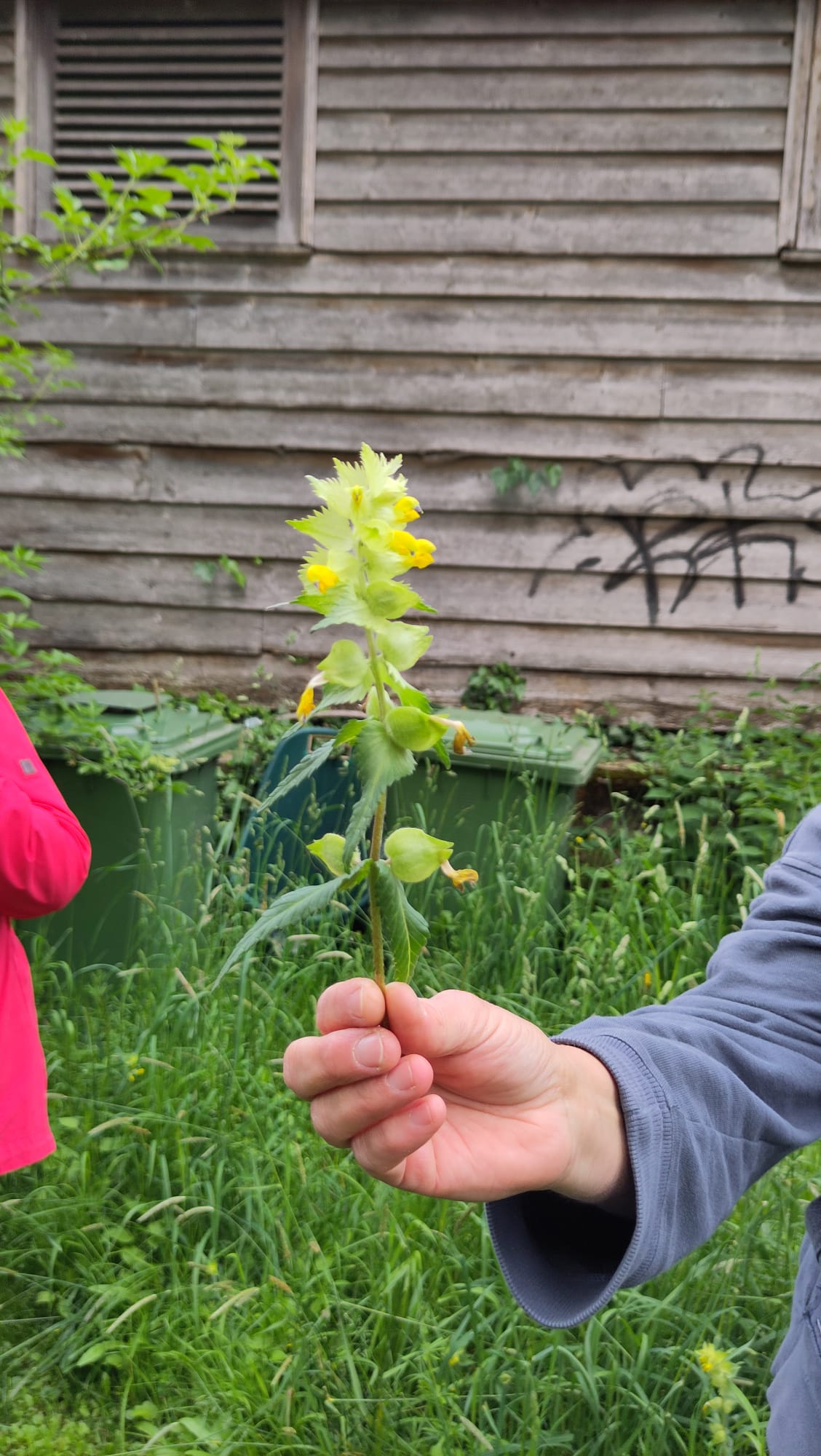 Wildpflanzen Spaziergang