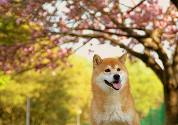 柴犬の飼い方とは