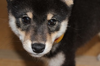 柴犬の子犬の育て方