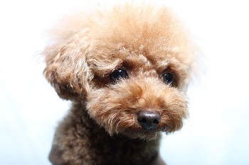 基本的な子犬の選び方