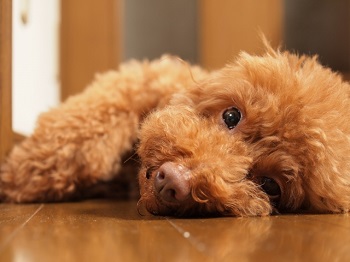 (子犬ならではのトラブル)