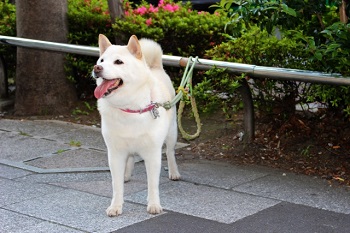 柴犬のしつけ方