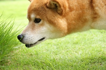 シニア期の柴犬の飼い方育て方