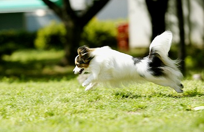 犬がどんなに夢中で遊んでいても、一発で呼び戻せるようにしたい