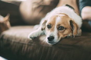 (ドッグフードを選ぶ前にまず、犬に必要な栄養をを学ぼう)