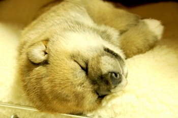 柴犬　子犬　画像　可愛い