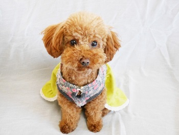 トイプードルにかかるお金 生涯費用 犬のすべて