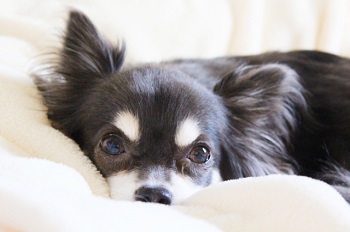 チワワが怖い 不安 怒っている時に出すサイン 犬のすべて