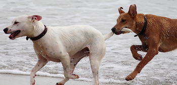 数頭家にいると犬も強気になる事がある。