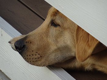 まだ若いけど7歳からシニア犬として扱う