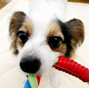 おもちゃに夢中になっている犬の心理とは？