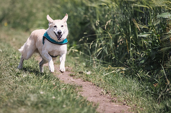 (犬は走るのが大好き！)