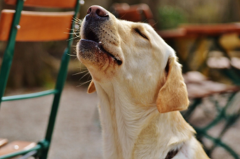 (元気な犬でも急に元気がなくなる怖い病気)