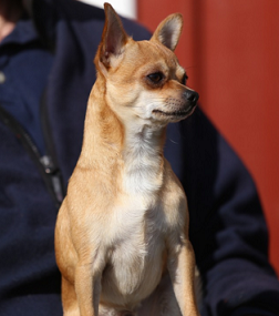 好奇心旺盛な犬はチャイムに吠える