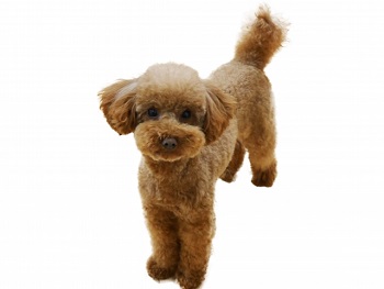 トイプードルのカットスタイル ショークリップ ペットカット 犬のすべて トイプードルのカットスタイル ショークリップ ペットカット 犬のすべて