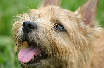 (犬の飼い方)