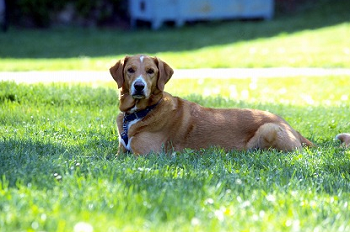 (犬を飼った証明書を発行しよう)