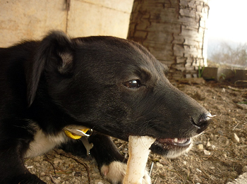 (生肉に付いている骨を犬にあげても平気？)