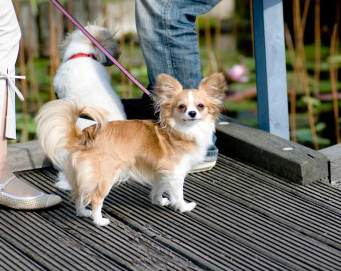 キャッチアイウォークは飼い主と犬を繋ぐ大切なしつけ