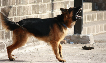 (犬は吠える動物、無駄吠えは本能で初めは仕方ない)