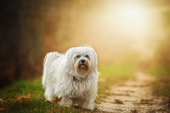 (犬には悪い事よりも、良い事を理解させる)