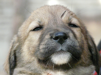 (サプリは犬に飲ませた方がいいの？)