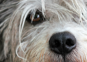 (犬の鼻は目のかわりになる事もあるのでとても大切！)