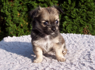 健康なチワワの選び方 犬のすべて