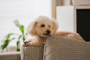 (トイプードルは一緒に暮らしやすい犬種)